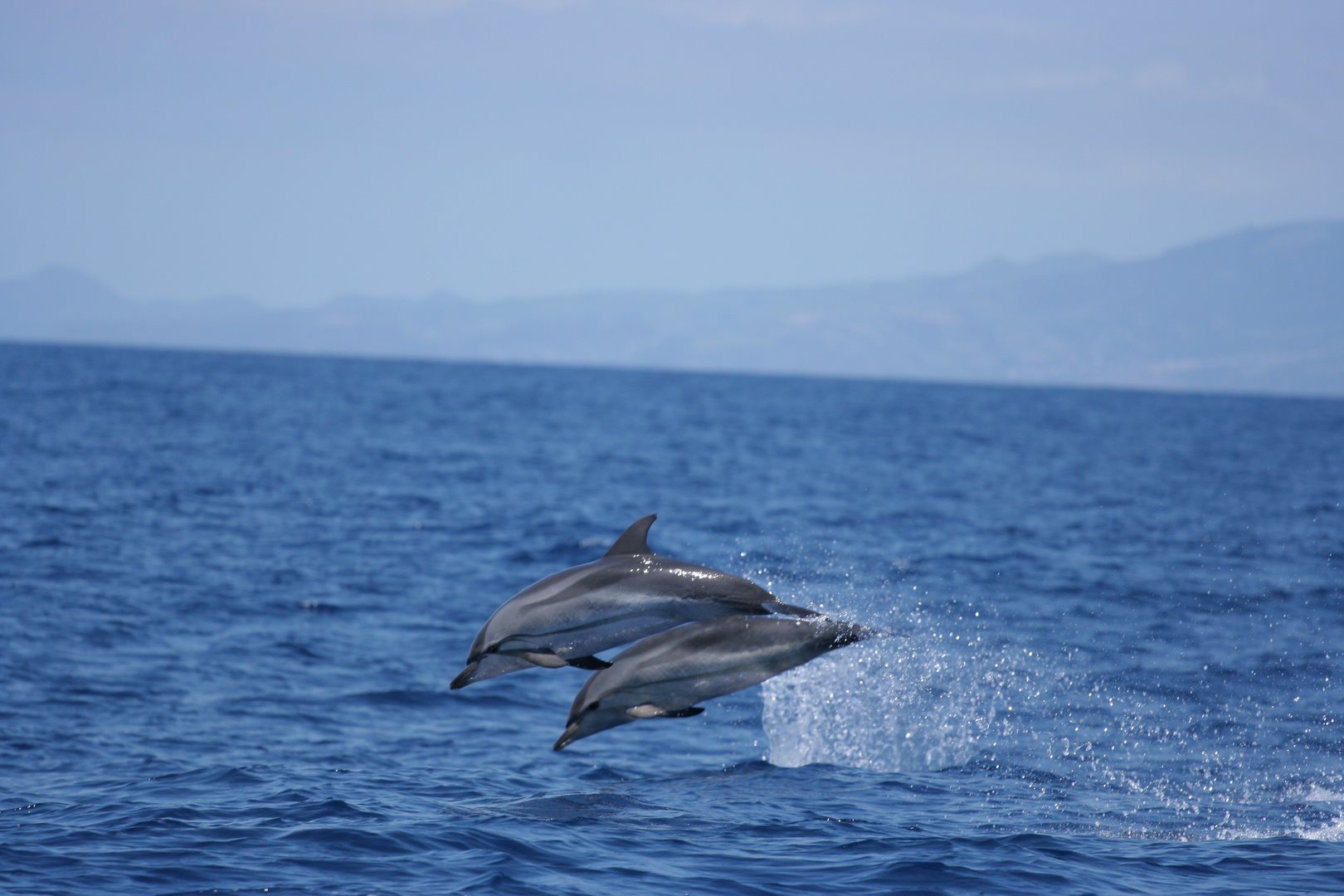 Dolphins - Bruno Sampaio - Picos de Aventura - São Miguel Island