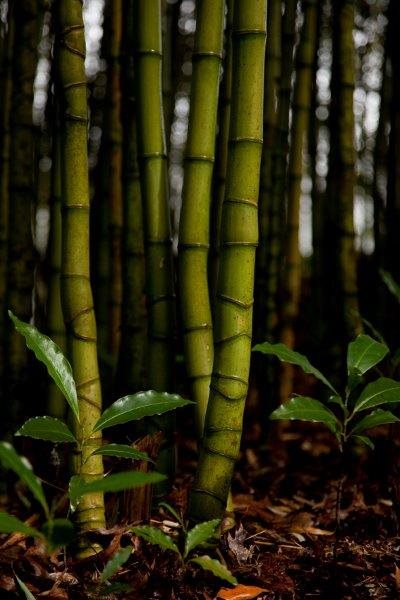 Bambu - Ilha de São Miguel