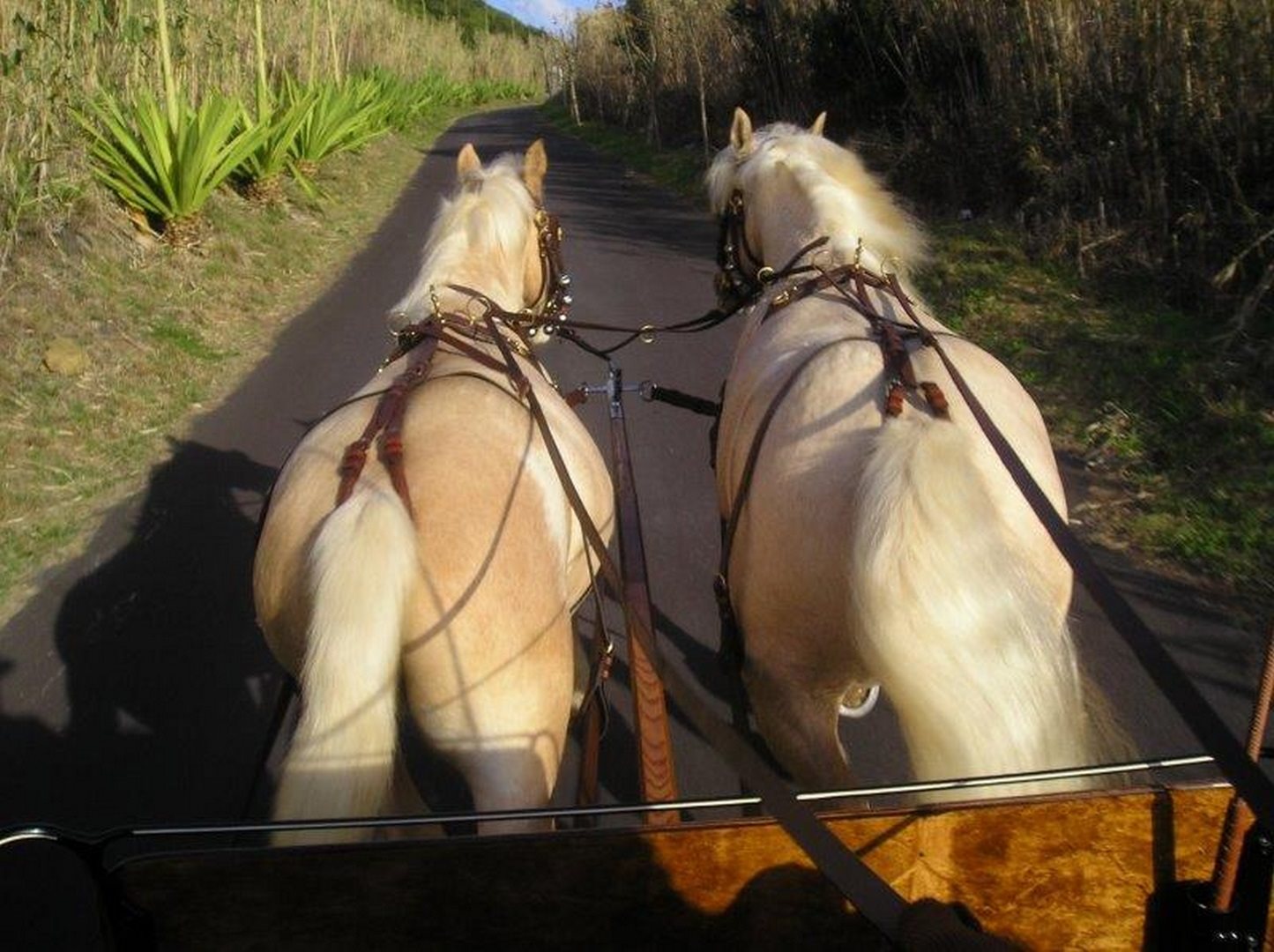 Horsedrawn Carriage 1 - Quinta das Raiadas - São Miguel Island