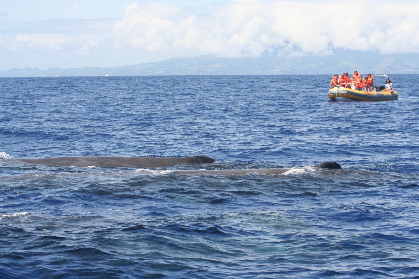 Whale Watching Terra Azul 11 - São Miguel Island